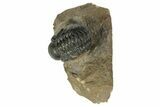 Detailed Reedops Trilobite - Atchana, Morocco #190347-2